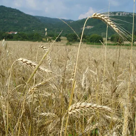 Aldo * Roč